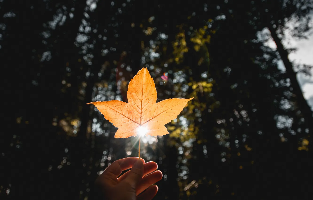 Photo wallpaper autumn, forest, trees, yellow, leaf, hands