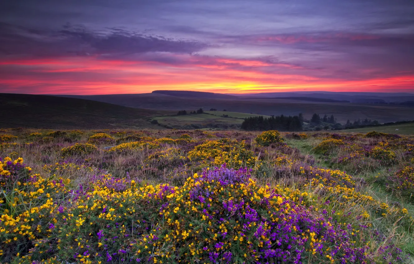Photo wallpaper field, landscape, sunset, flowers