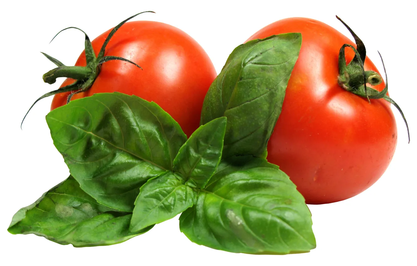 Photo wallpaper white background, tomatoes, Basil