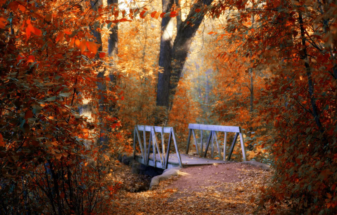 Photo wallpaper autumn, leaves, trees, nature, the bridge