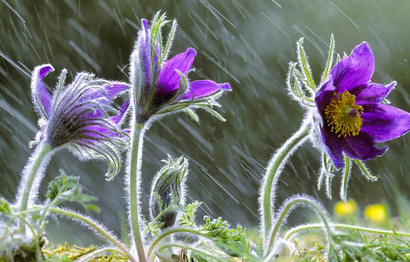 Photo wallpaper flowers, nature, rain, anemones, sleep-grass