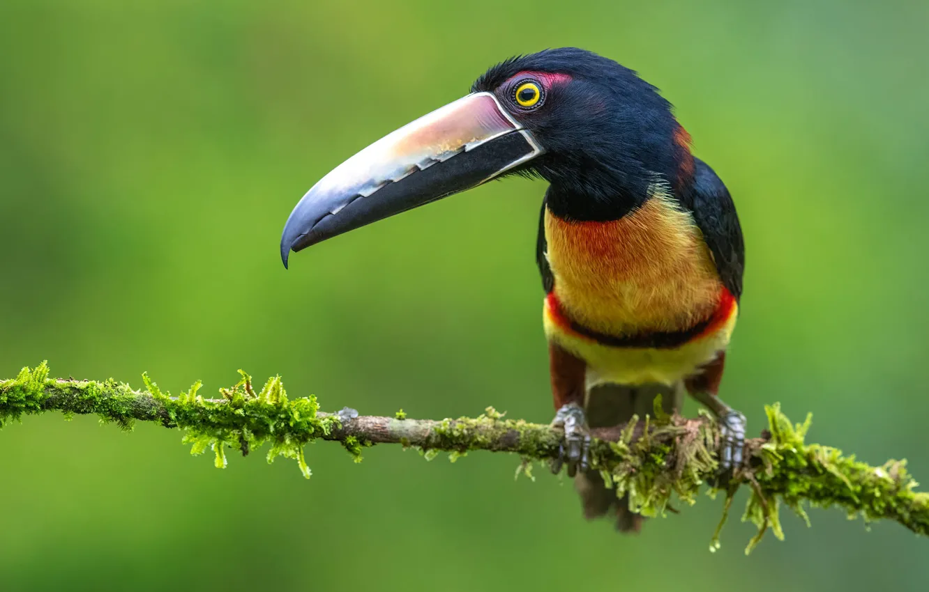 Photo wallpaper branches, bird, Toucan, green background