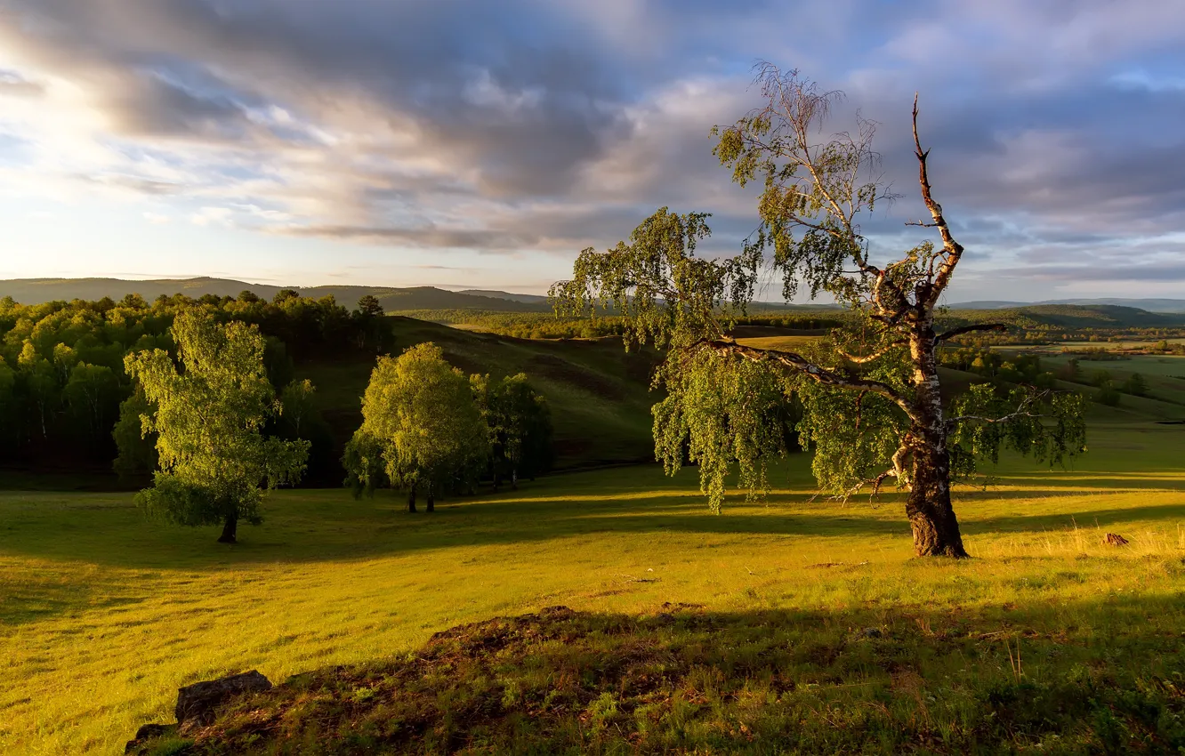 Photo wallpaper field, forest, summer, clouds, light, trees, landscape, branches