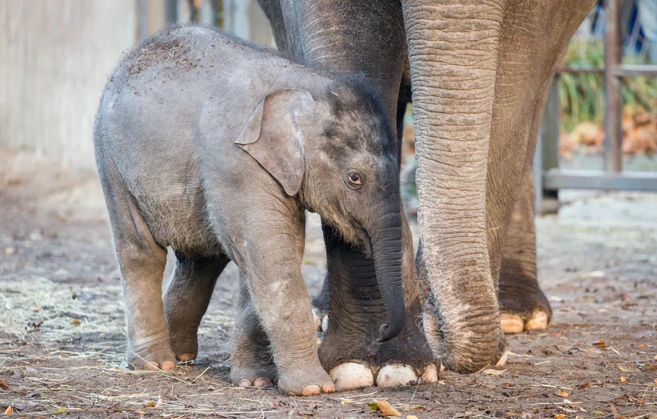 Photo wallpaper elephant, baby, zoo