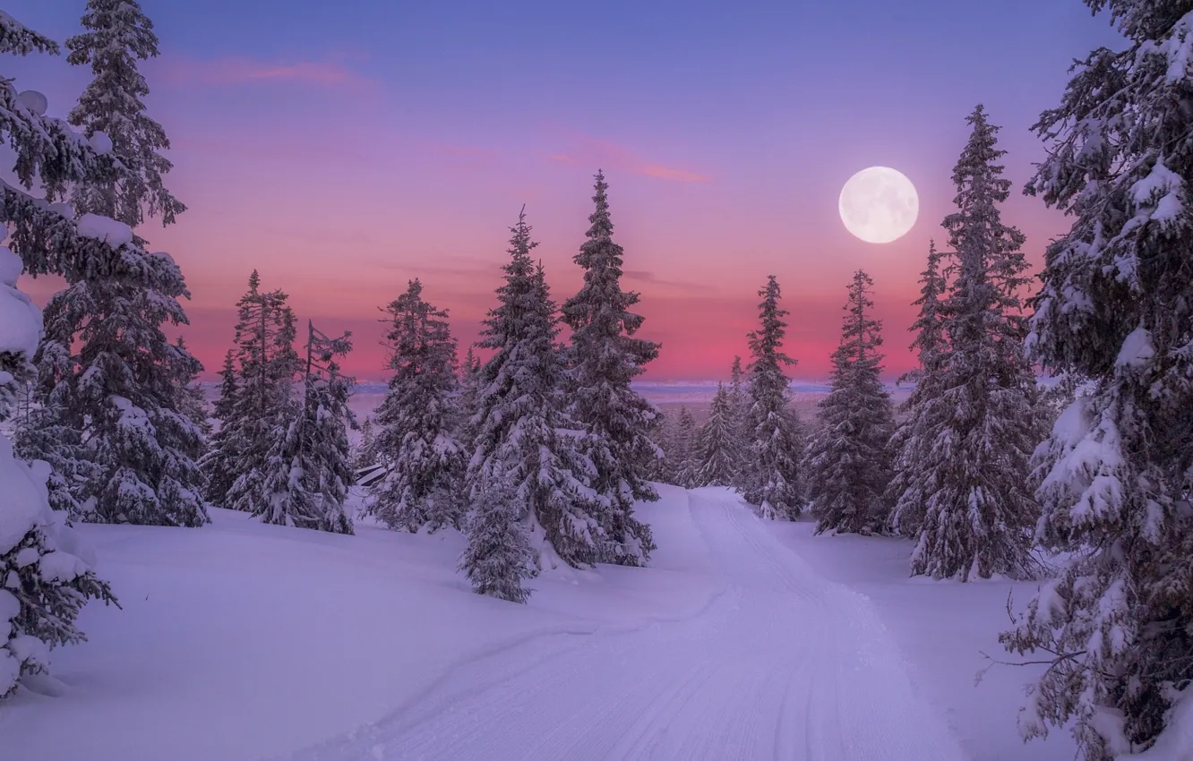 Photo wallpaper snow, tree, full moon