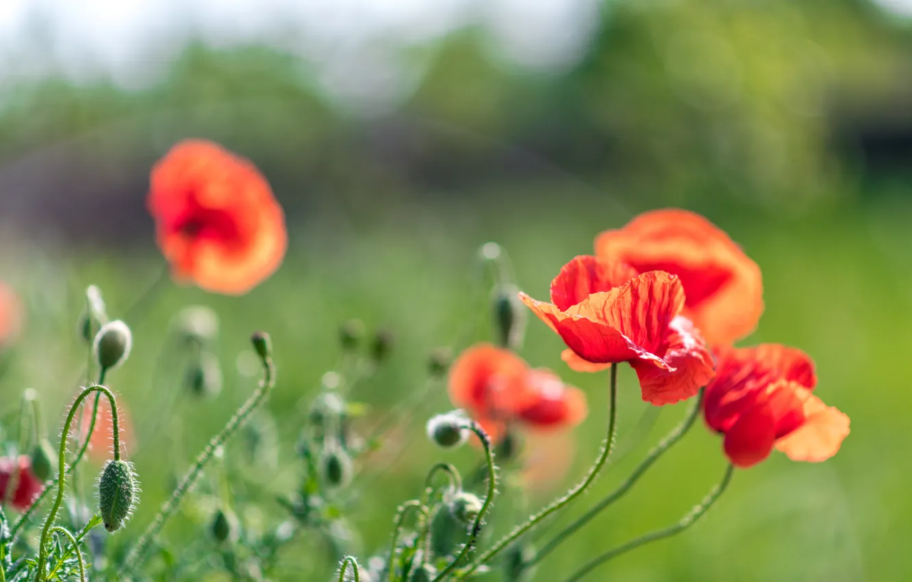Photo wallpaper field, summer, flowers, red, nature, Maki, buds, green background