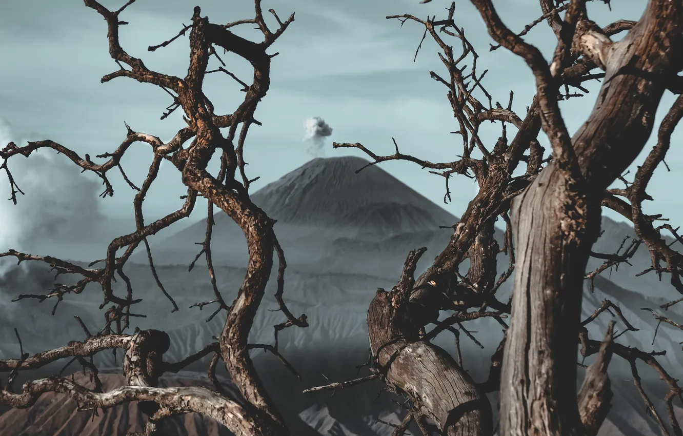 Photo wallpaper the sky, clouds, trees, mountains, branches, nature, fog, overcast