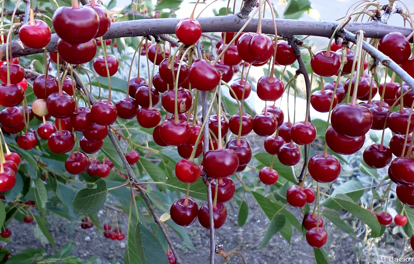 Photo wallpaper summer, berries, cherry