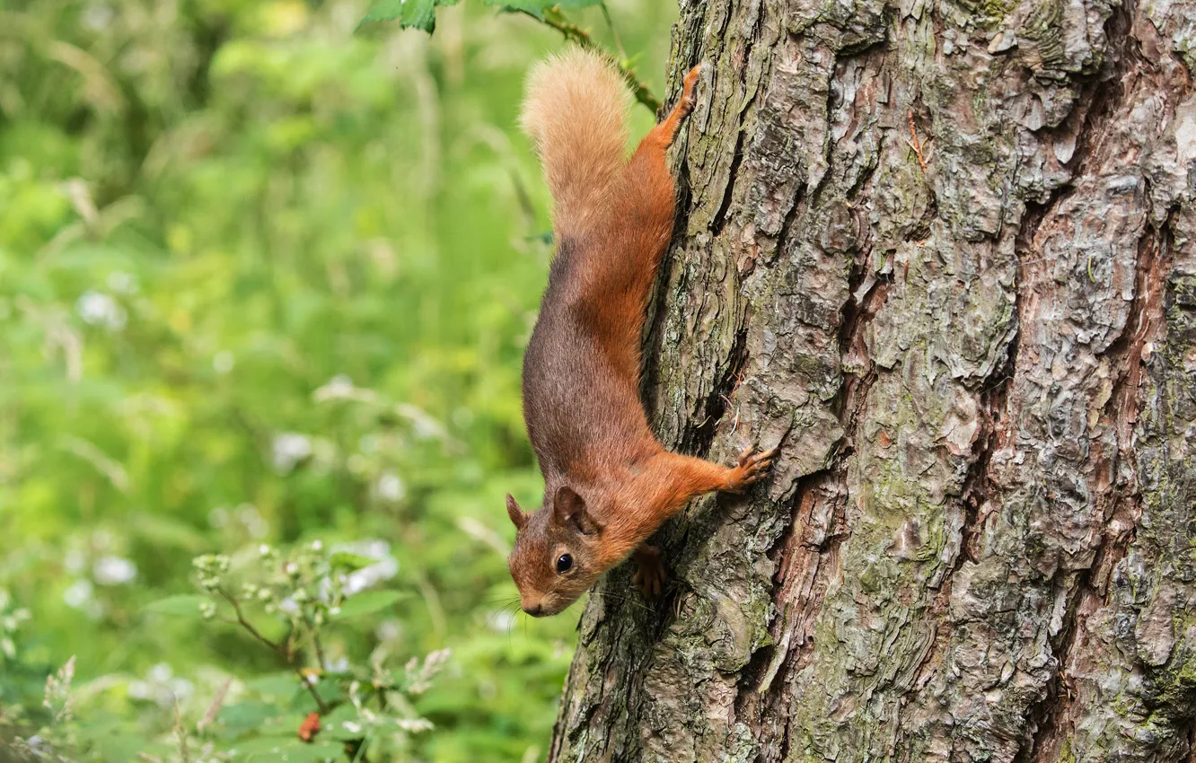 Photo wallpaper greens, summer, grass, look, leaves, trees, nature, pose