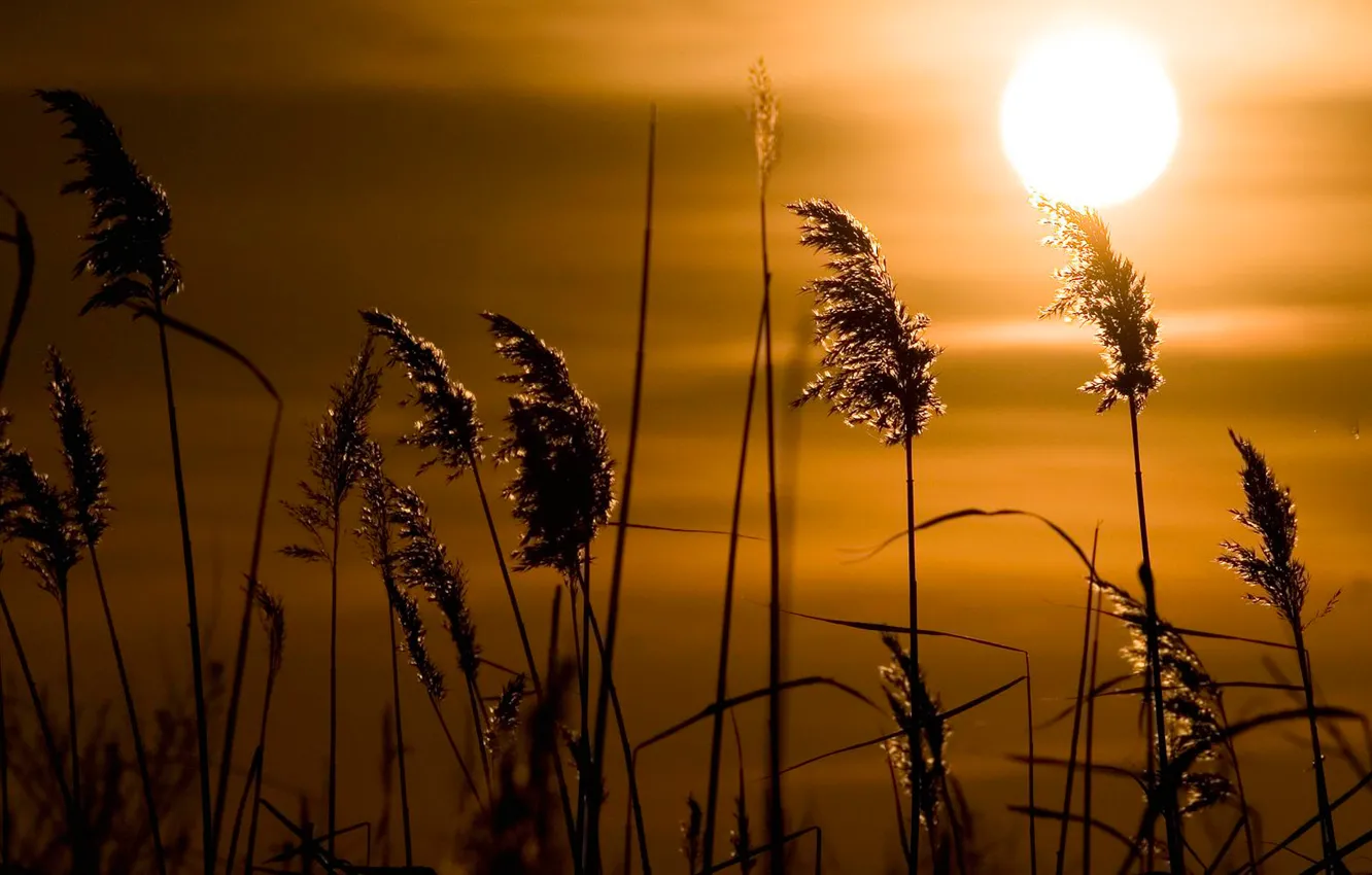 Photo wallpaper grass, the sun, sunset, reed