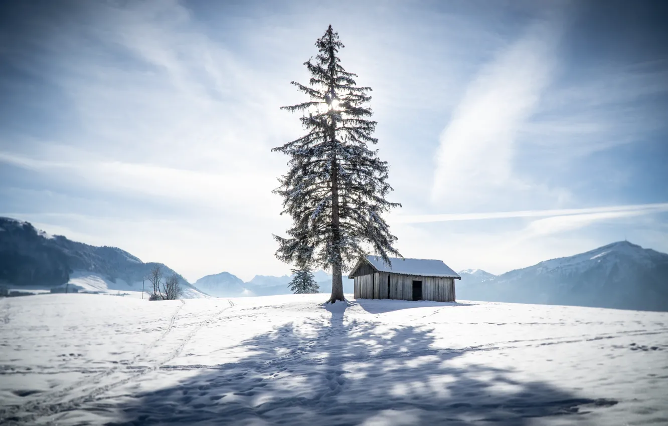 Photo wallpaper winter, snow, mountains, traces, tree, spruce, Switzerland, Alps