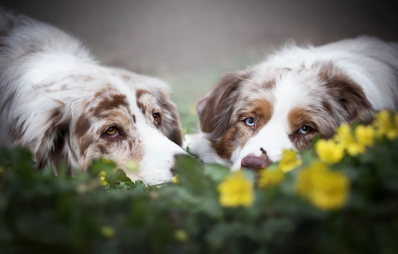 Photo wallpaper look, face, flowers, a couple, bokeh, two dogs, Australian shepherd, Aussie