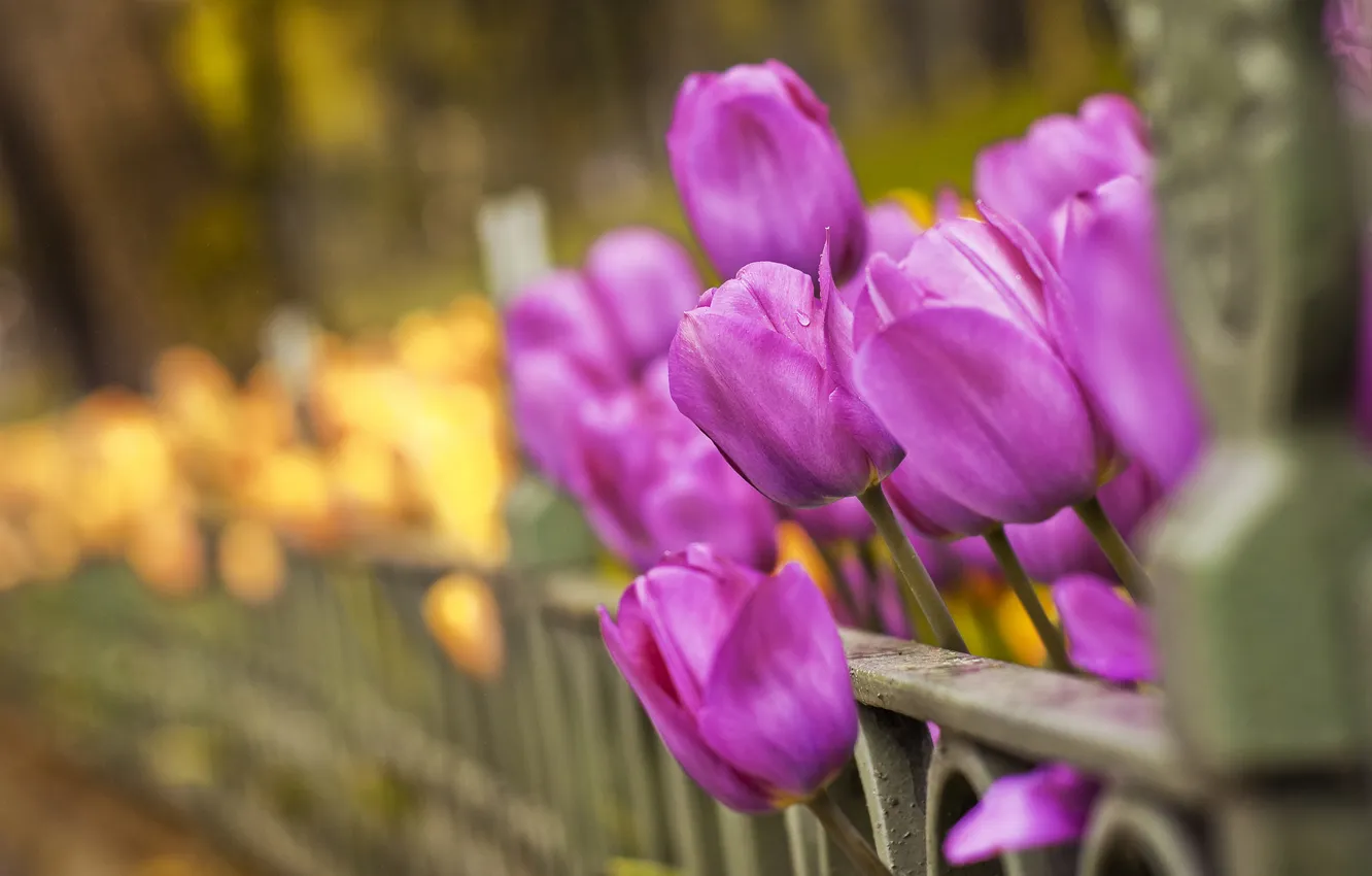 Photo wallpaper macro, flowers, photo, Wallpaper, tulips, 2560x1600