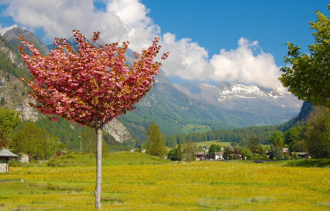 Photo wallpaper trees, mountains, village, meadow
