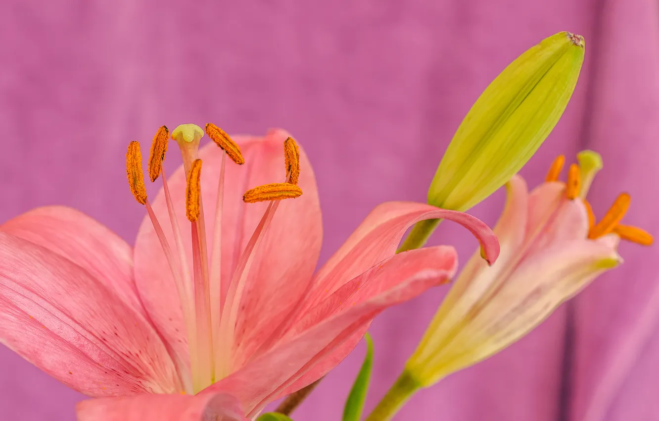 Photo wallpaper flowers, nature, Lily, plant, petals