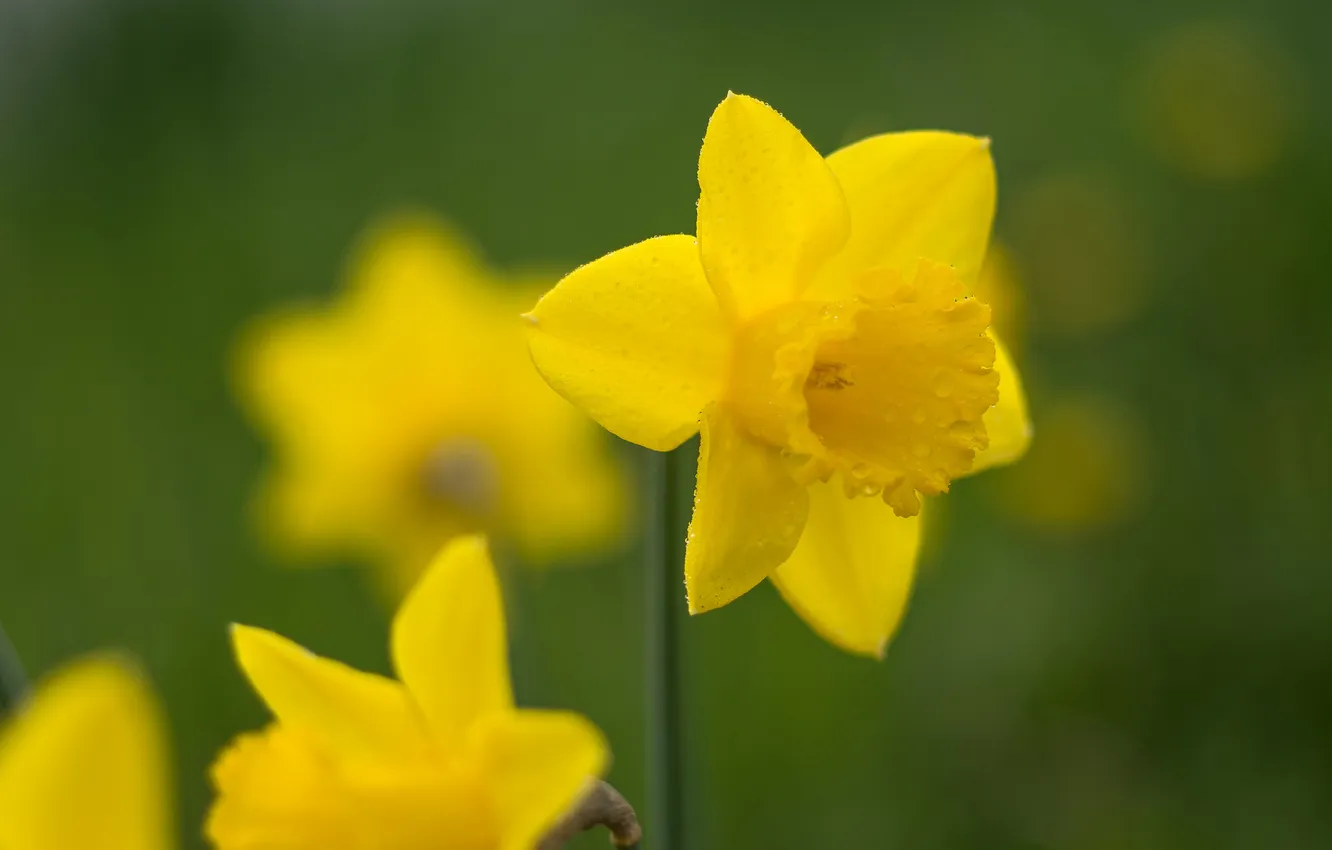 Photo wallpaper macro, daffodils, bokeh