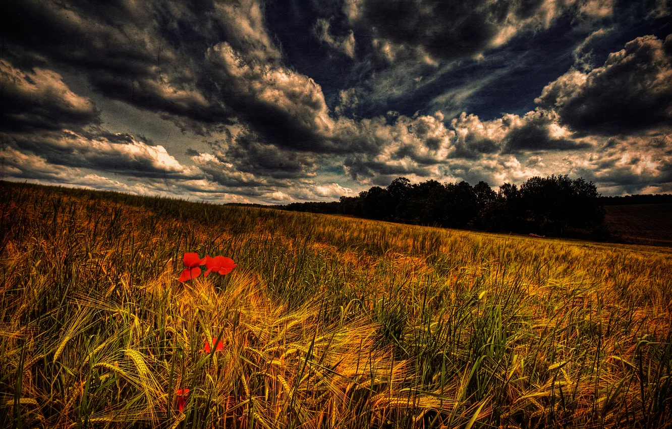 Photo wallpaper field, the sky, clouds, Maki