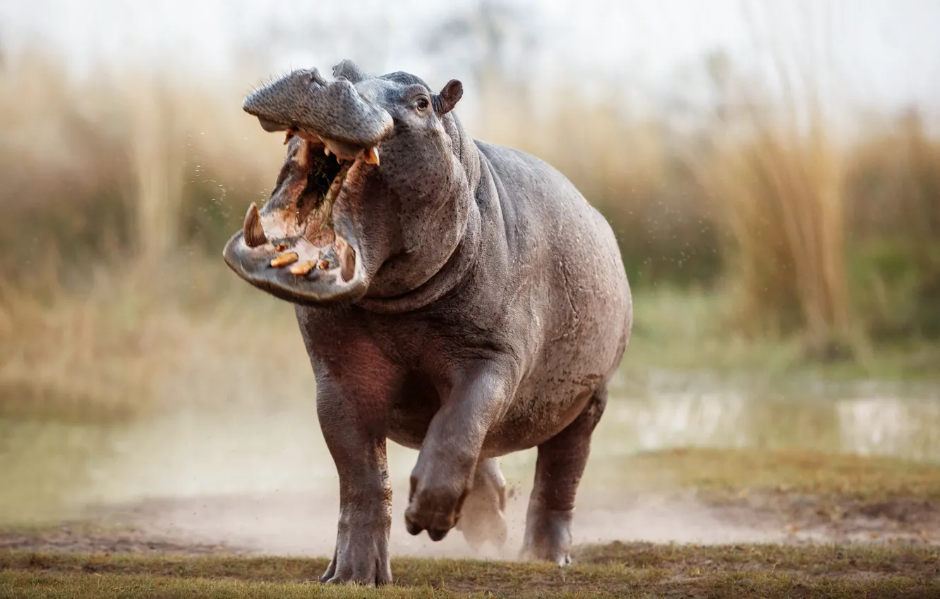 Photo wallpaper Running, Teeth, Mouth, Hippo