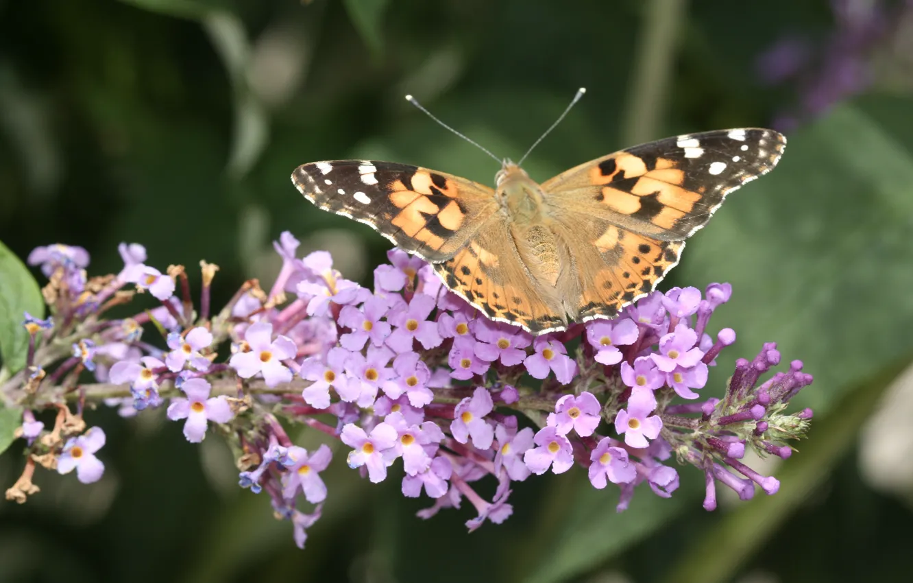 Photo wallpaper Butterfly, Wings, Butterfly, The painted lady, Buddleja davidii, Vanessa Cardui, Summer lilac, Ornamental plant