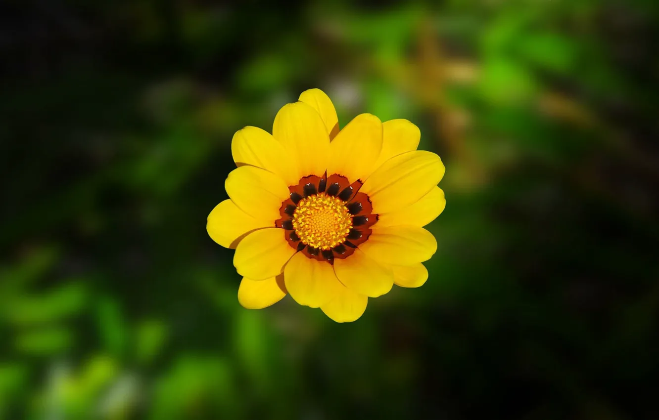 Photo wallpaper greens, flower, yellow, petals, blur
