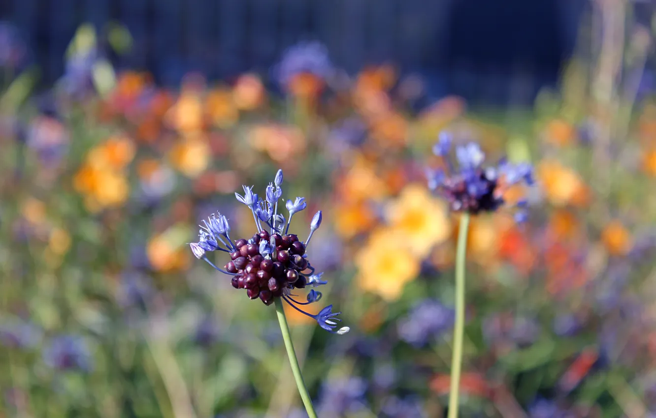 Photo wallpaper greens, flowers, nature