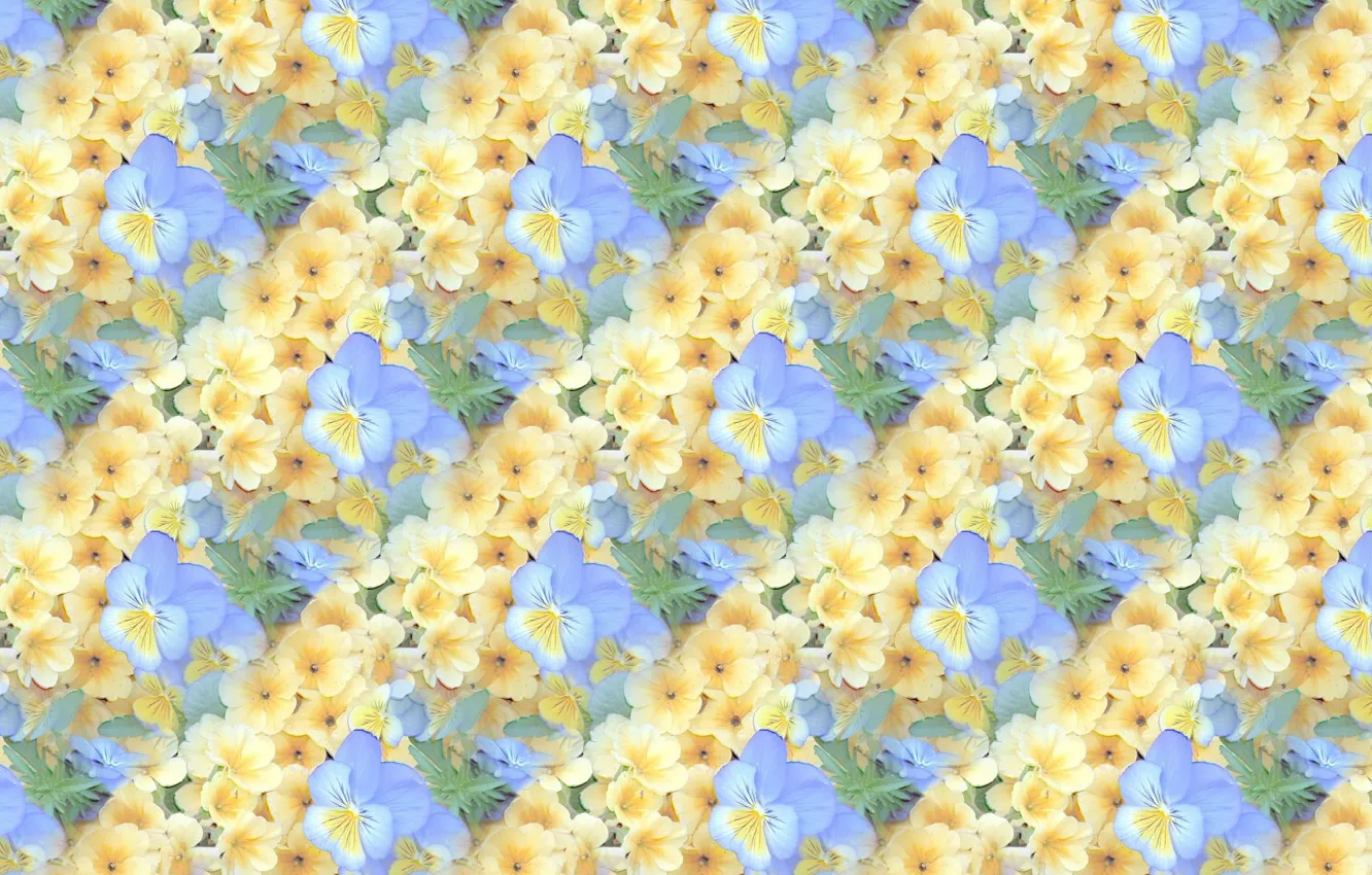 Photo wallpaper flowers, background, texture, Pansy, viola