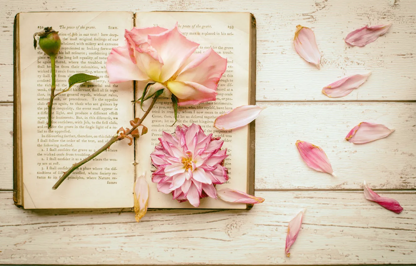 Photo wallpaper flowers, rose, petals, book