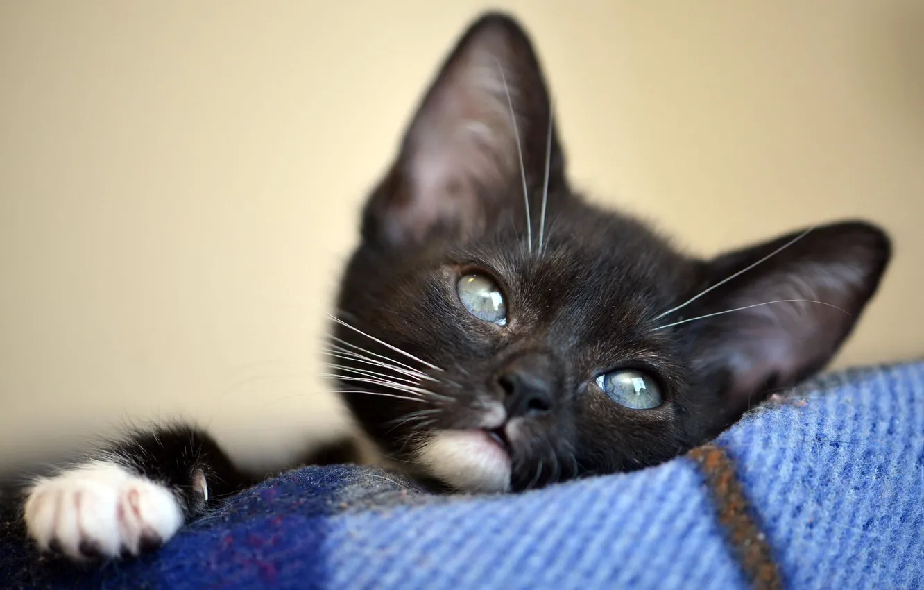 Photo wallpaper cat, background, sweetheart, black, portrait, small, muzzle, lies