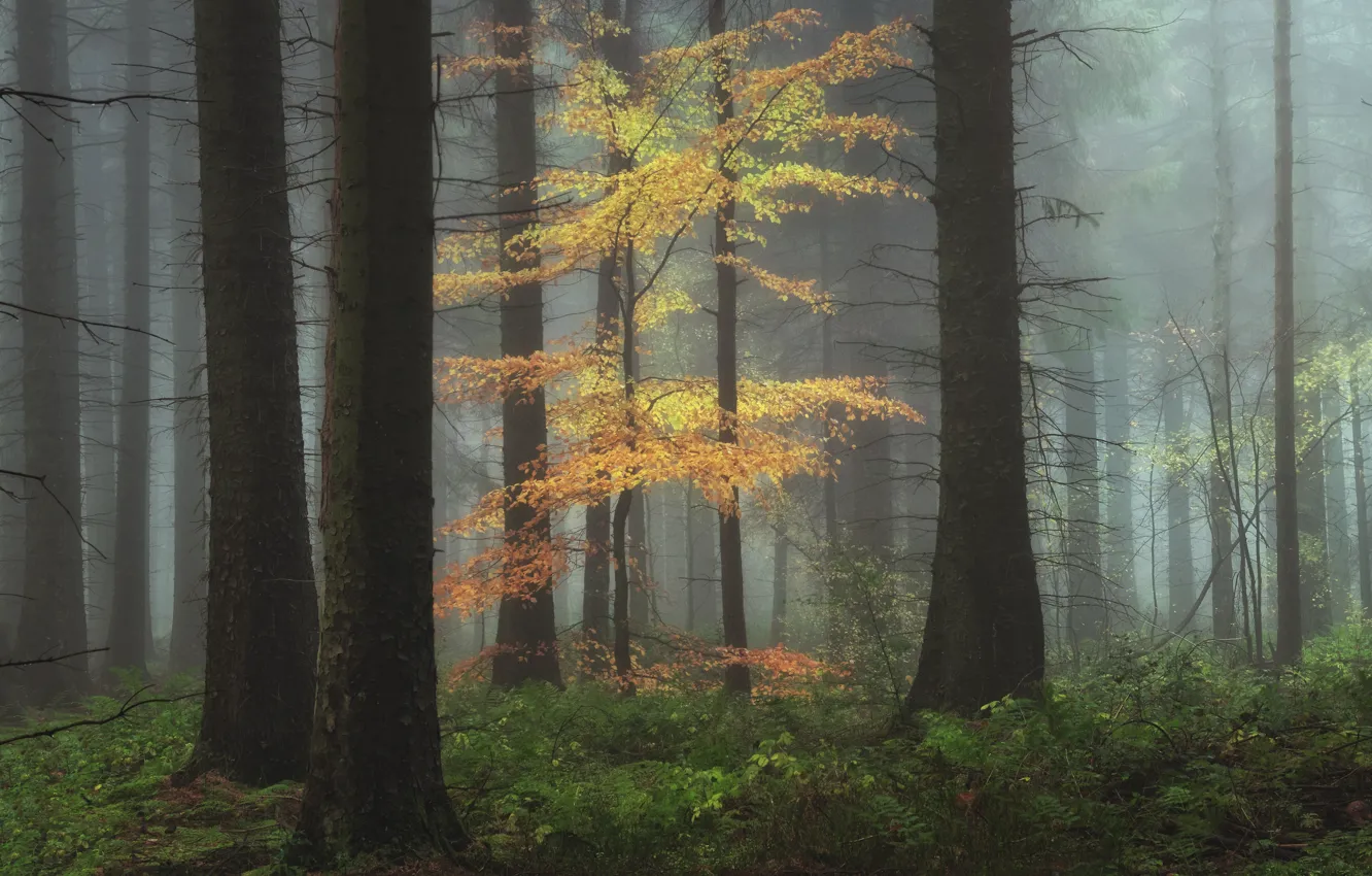 Photo wallpaper autumn, forest, trees, nature, fog, foliage, morning, trunk
