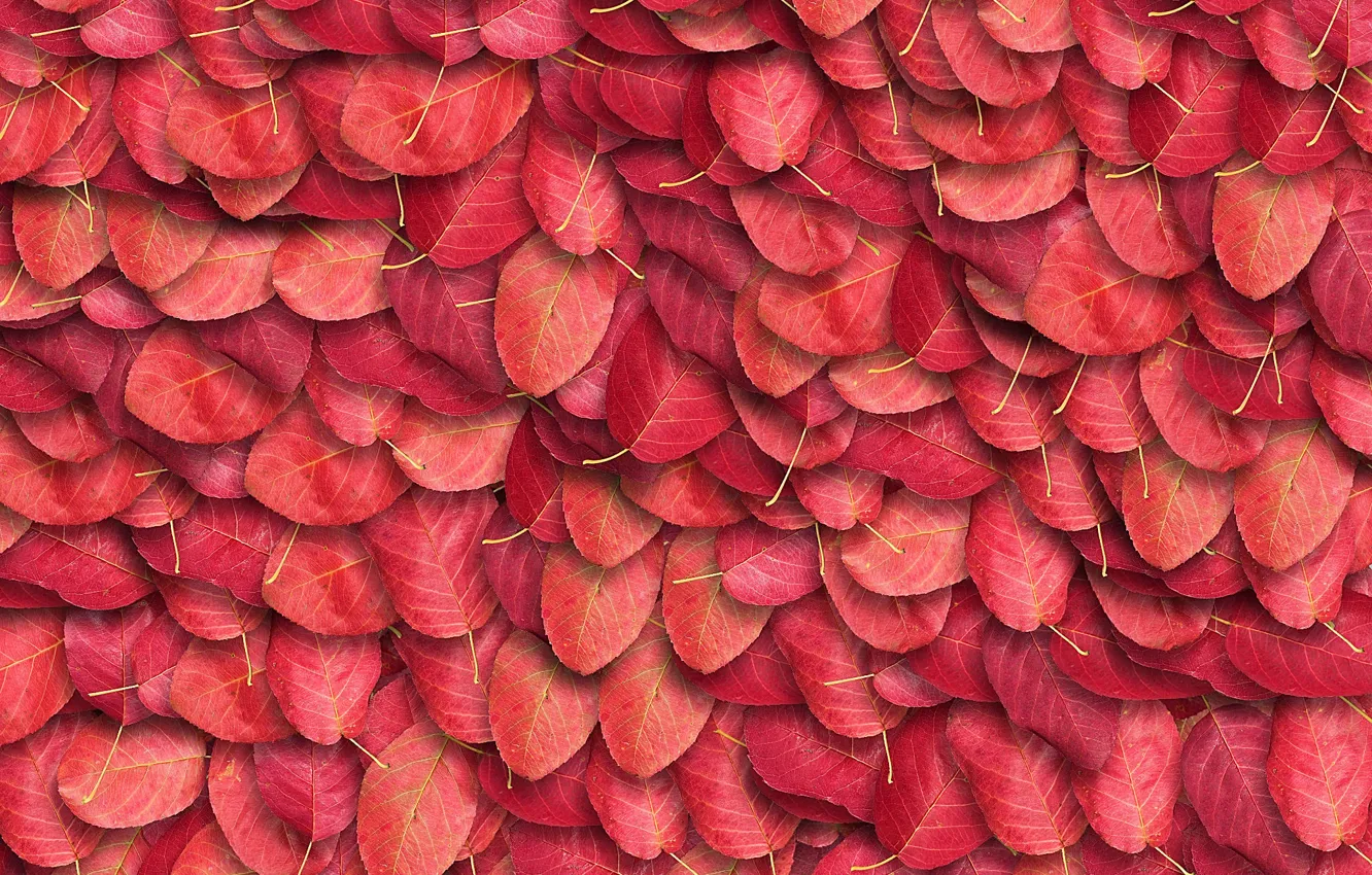 Photo wallpaper autumn, macro, foliage