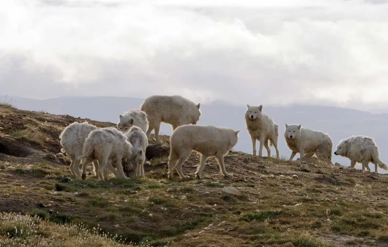 Photo wallpaper nature, Gray Wolf, face, animal, wolf, canis lupus, wildlife, head