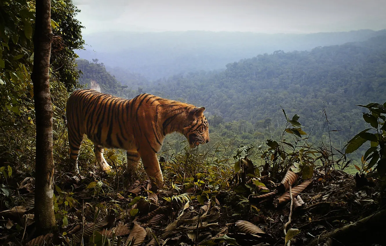 Photo wallpaper animals, the sky, nature, tiger, danger, plants, predator, valley