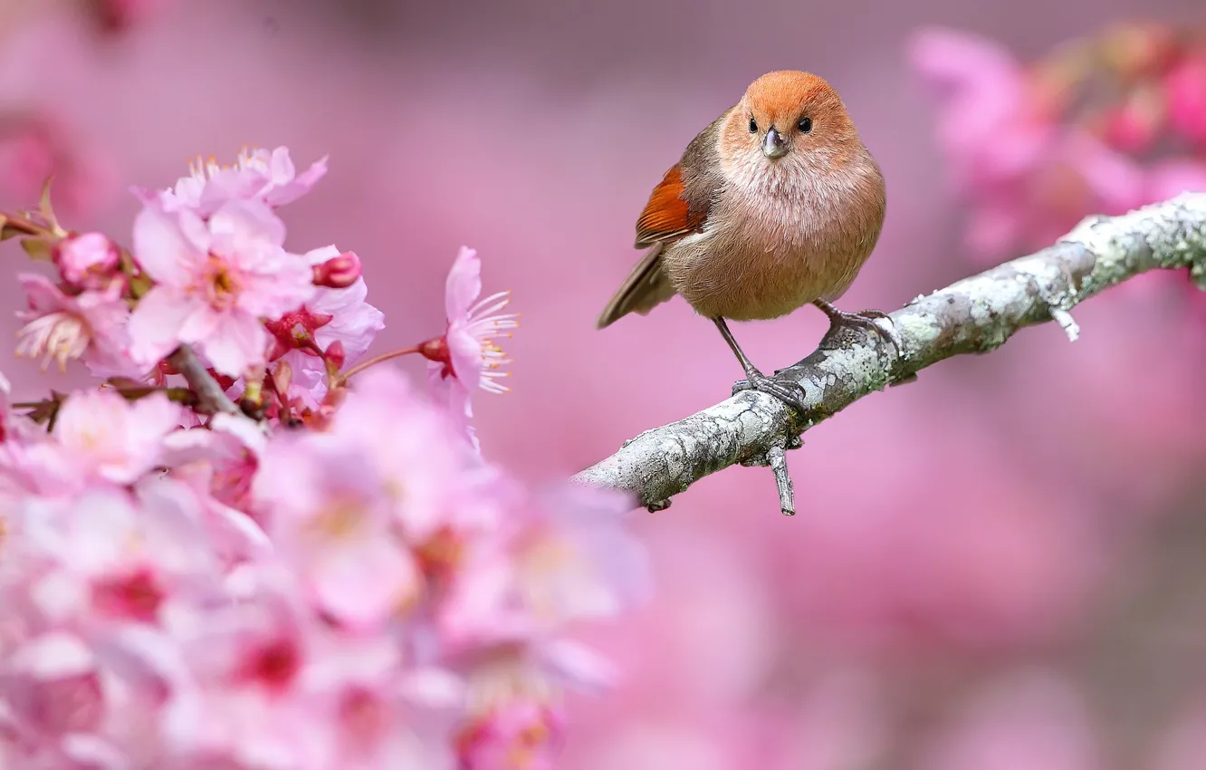 Photo wallpaper flowers, nature, bird, branch, spring, beak