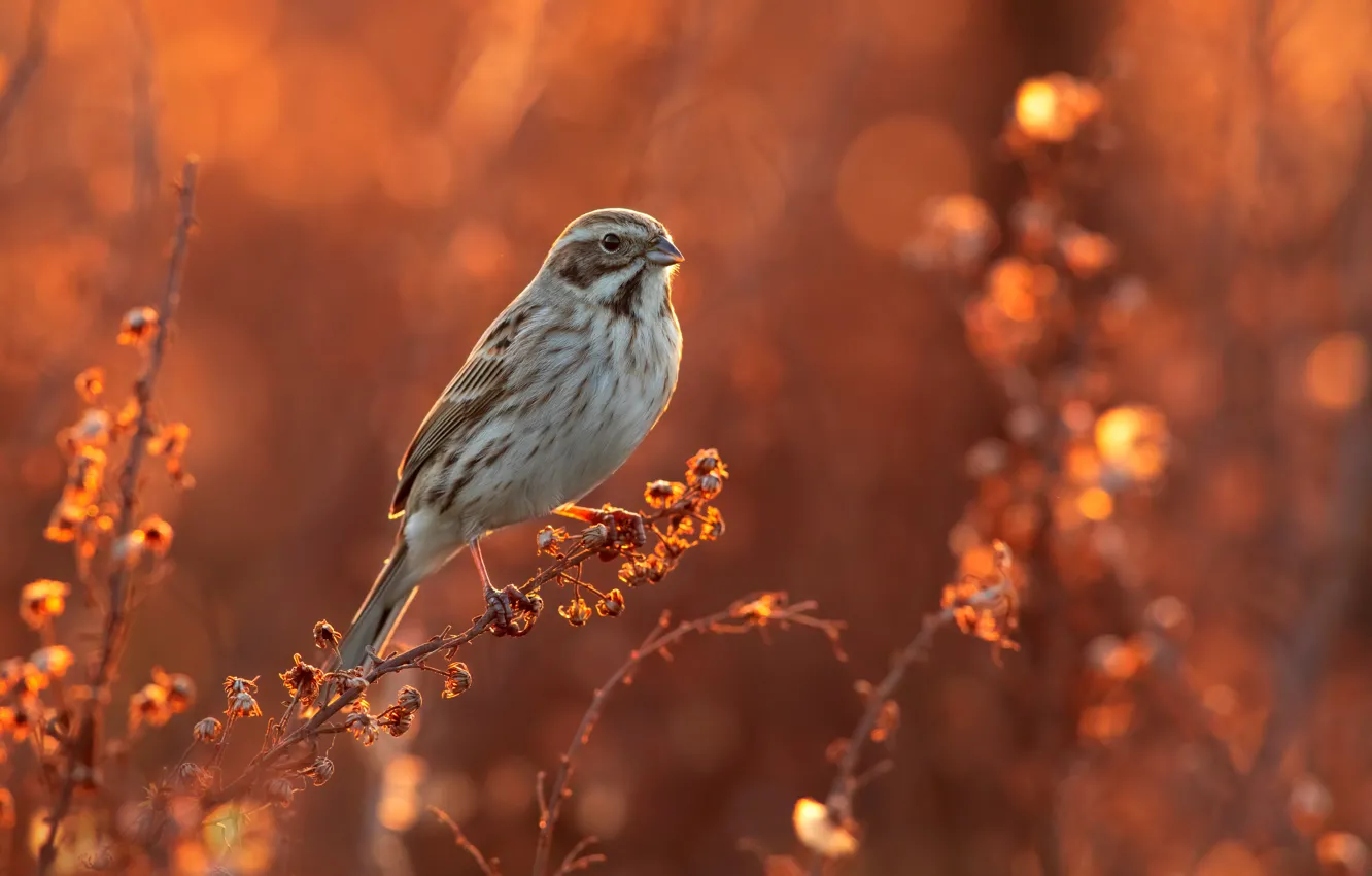 Photo wallpaper light, bird, plant, stems, bokeh, reed Bunting, Reed Bunting