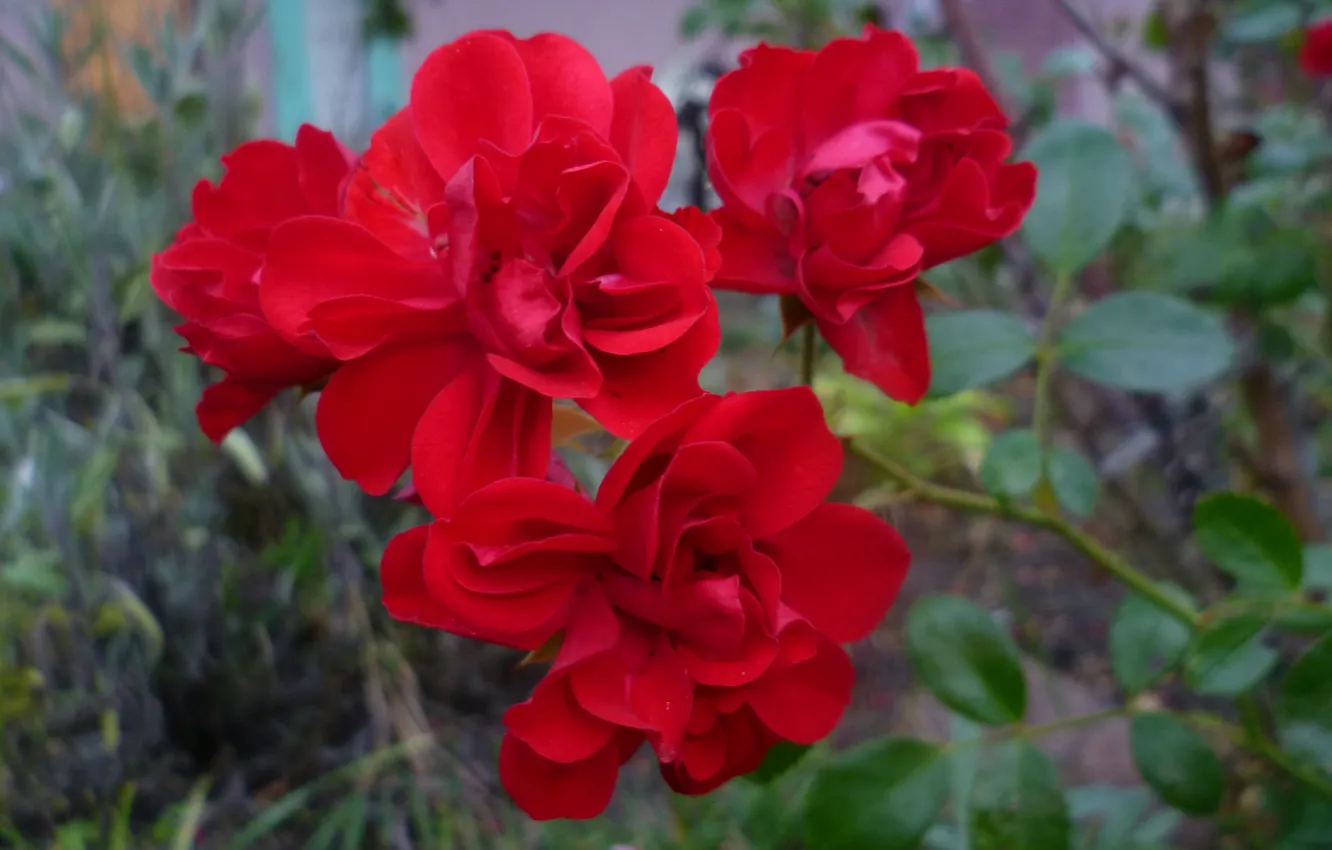 Photo wallpaper macro, flowers, red, roses, garden, Belarus