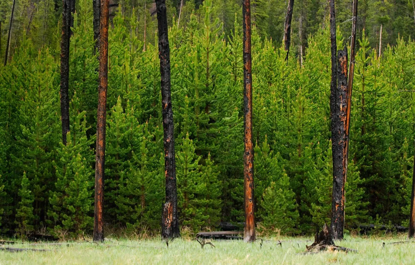 Photo wallpaper forest, trees, Wyoming, USA, Yellowstone national Park