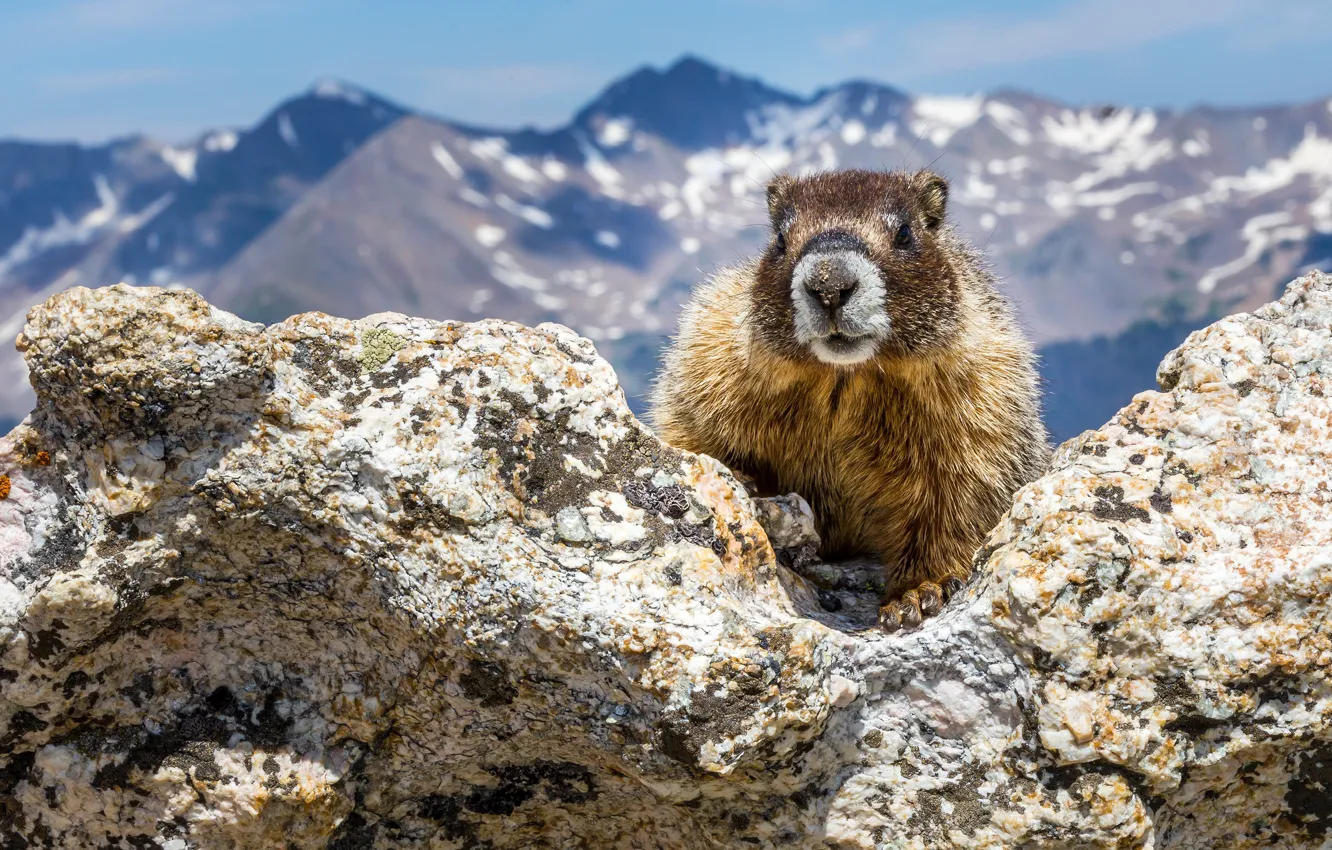 Photo wallpaper face, mountains, nature, stones, background, tops, marmot, rodent