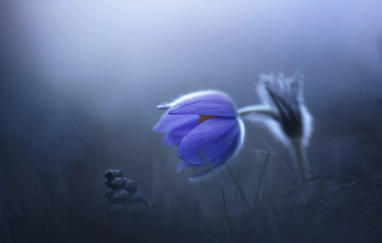 Photo wallpaper flower, blue, fog, glade, spring, cross