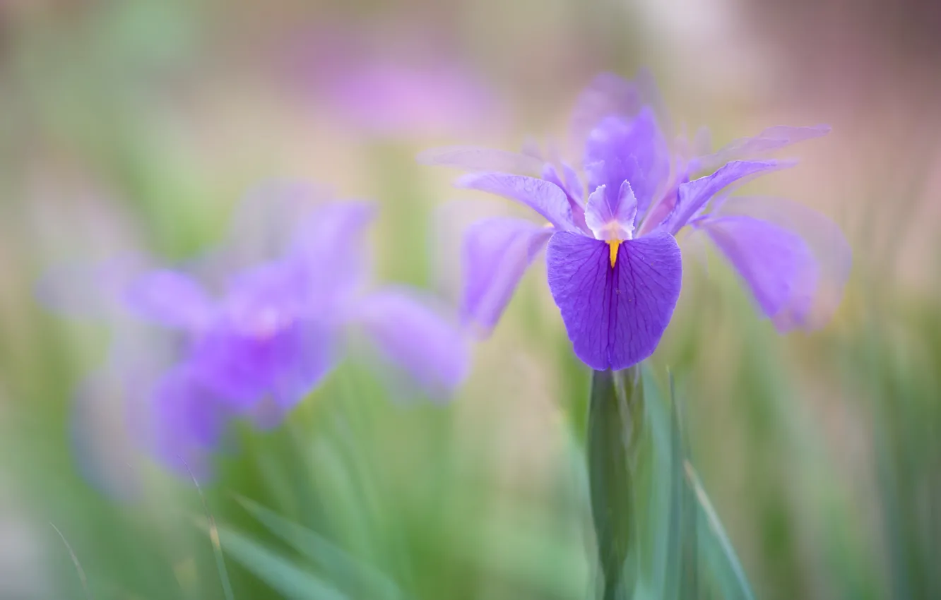 Photo wallpaper flowers, spring, iris