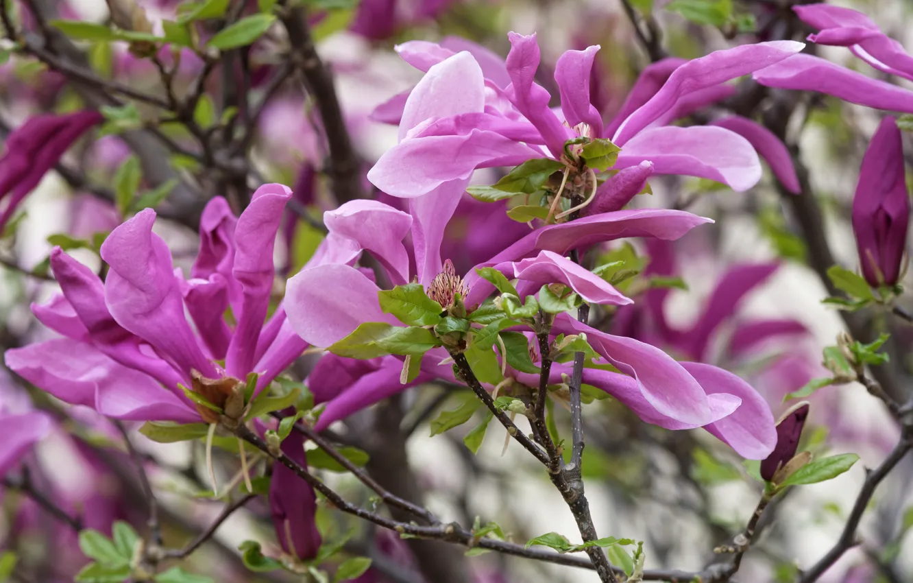 Photo wallpaper flowers, pink, flowering, Magnolia