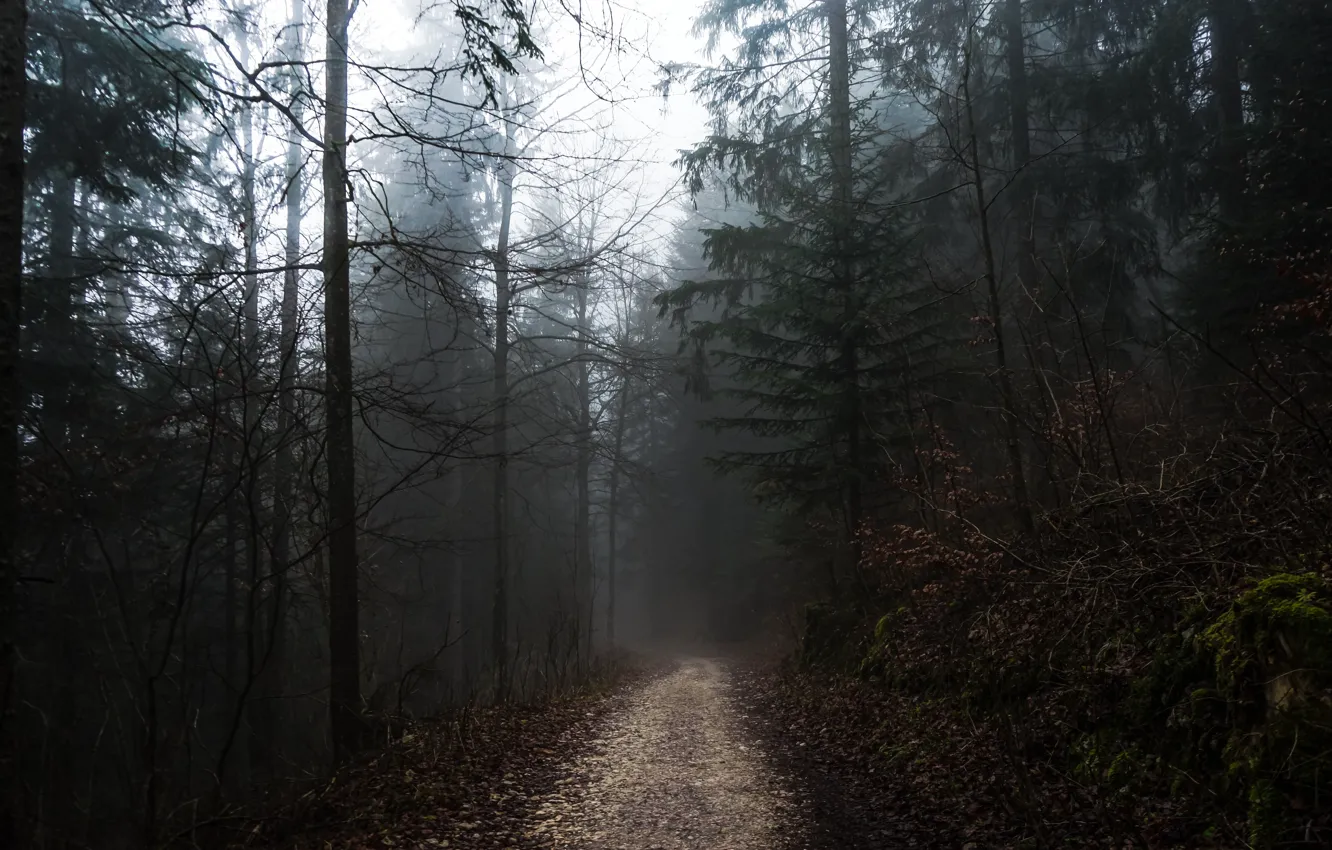 Photo wallpaper forest, the sky, trees, nature, fog, overcast, path
