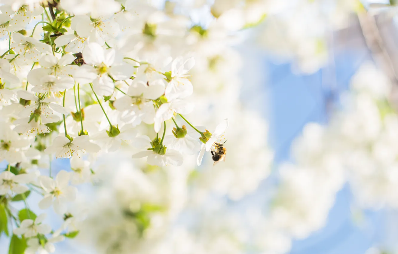 Photo wallpaper cherry, tree, spring, blooms, flowering, the, blooms, bumblebee