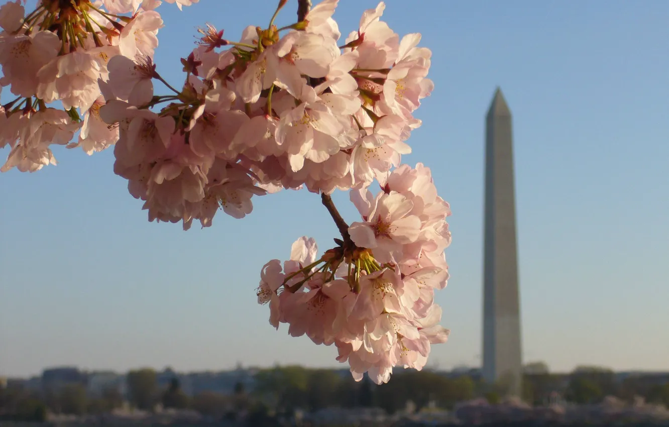 Photo wallpaper cherry, Washington, America, flowers, inflorescence, Washington Monument