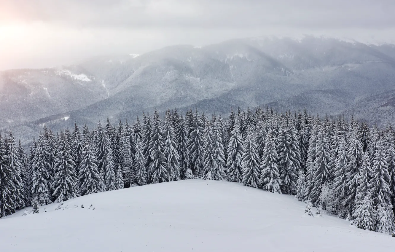 Photo wallpaper winter, snow, trees, landscape, mountains, tree, landscape, winter