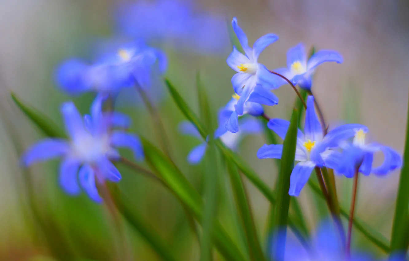 Photo wallpaper grass, nature, petals, meadow