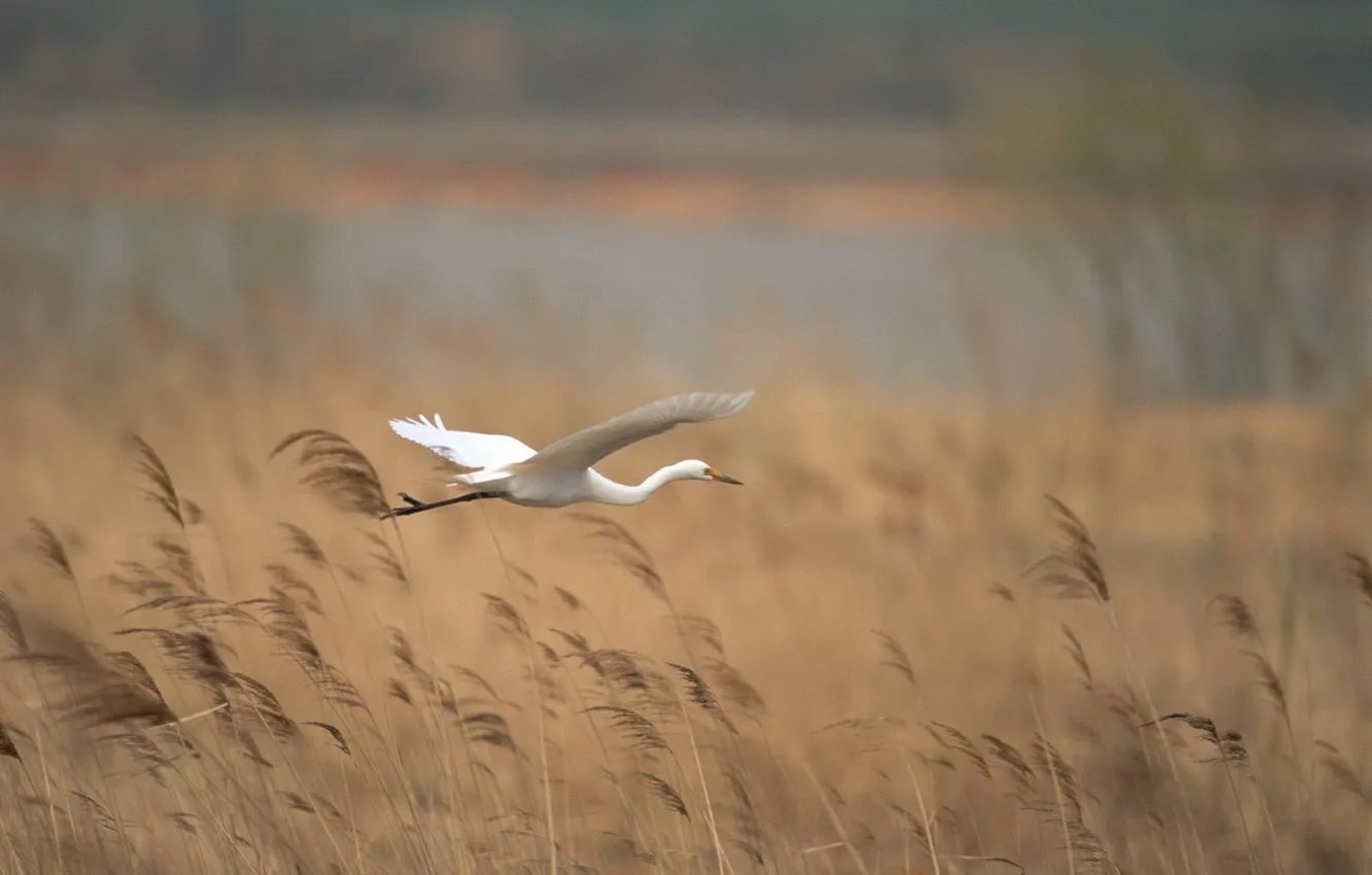 Photo wallpaper flight, river, bird, ears, Heron
