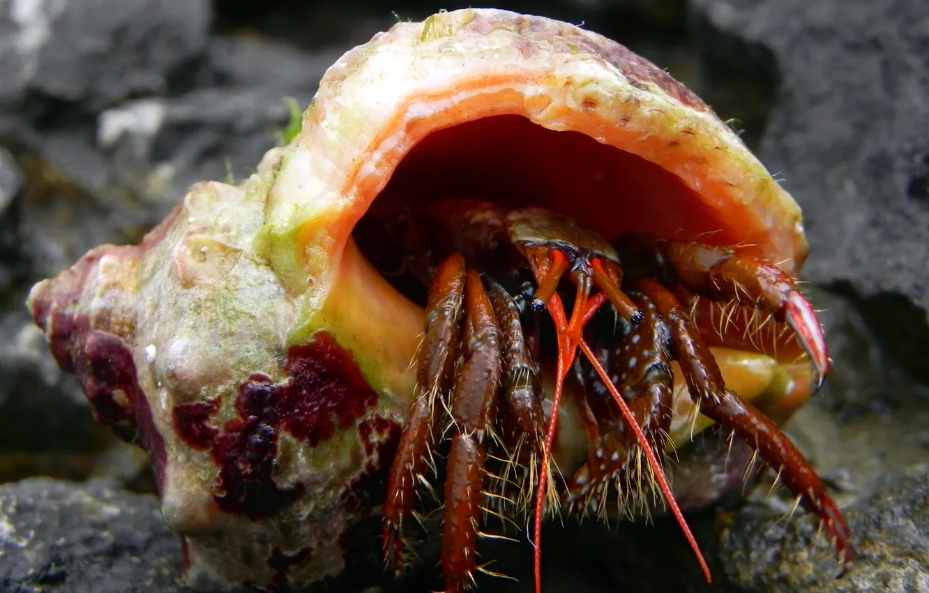 Photo wallpaper eyes, macro, sink, shell, cancers, The HERMIT