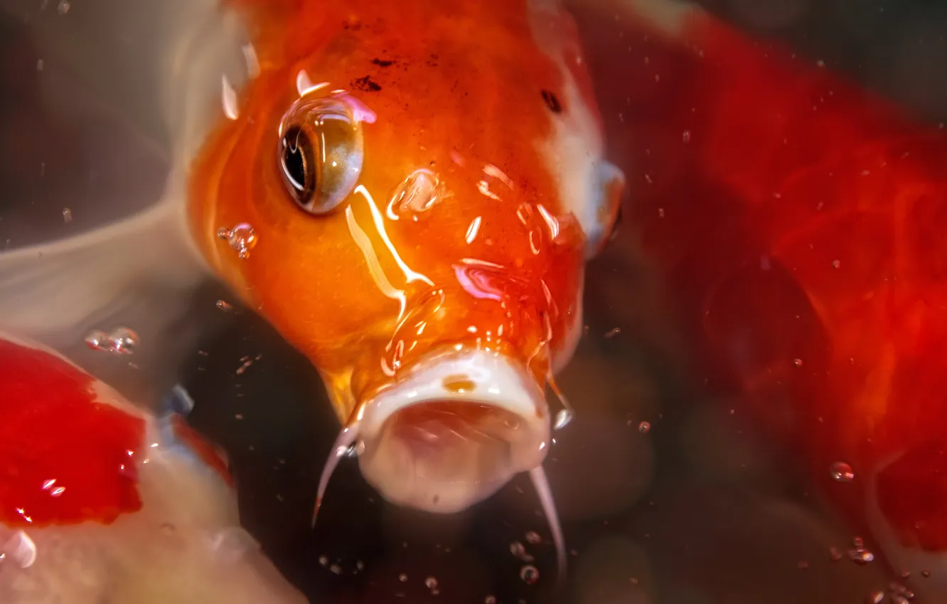 Photo wallpaper water, macro, fish