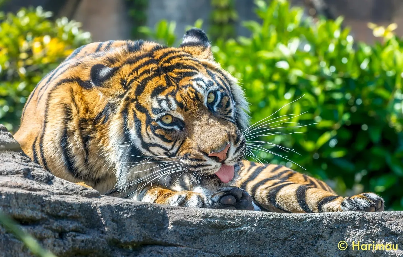 Photo wallpaper language, face, tiger, predator, paws, power, grace, wild cat