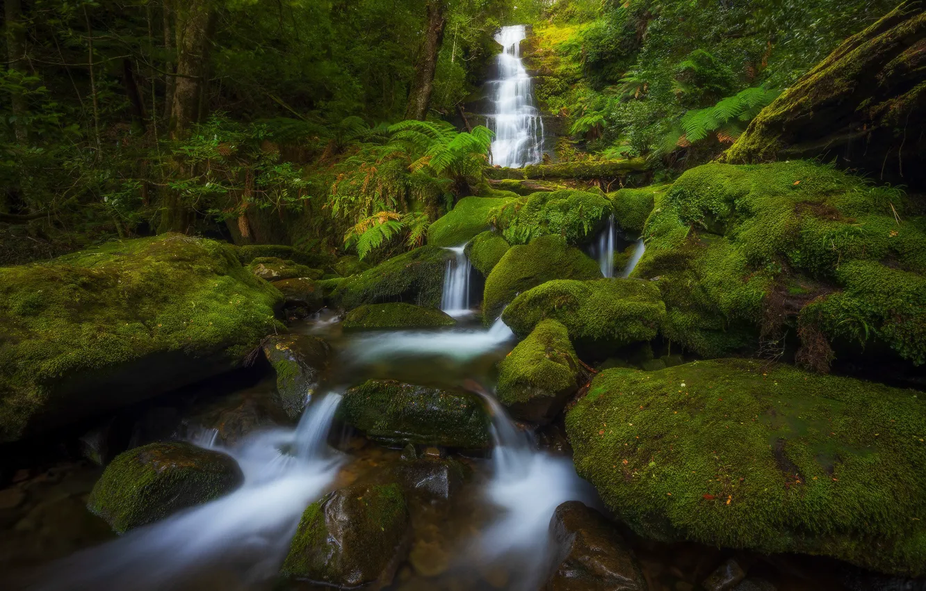 Photo wallpaper forest, stream, stones, waterfall, moss, Australia, cascade, Australia